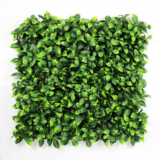 Classic Pittosporum 50cm x 50cm
